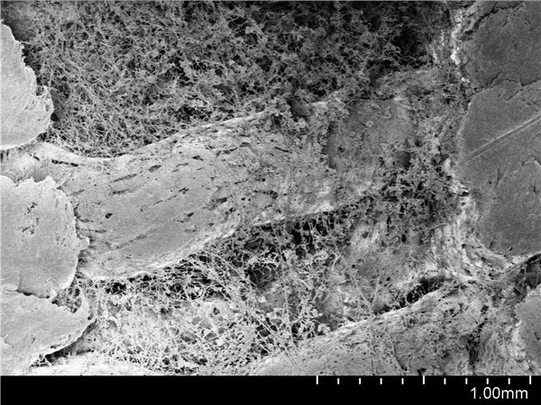 Imagen de un microscopio electrónico de barrido de queso cultivado sobre GROWLAY
